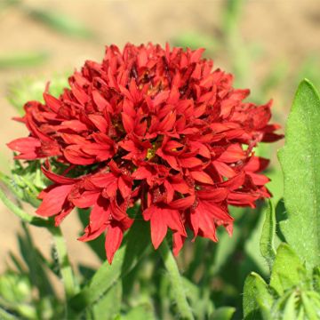 Kesäsädekukka Red Plume (siemenet)