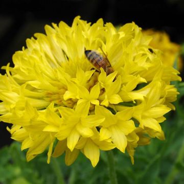 Kesäsädekukka Yellow Plume (siemenet)