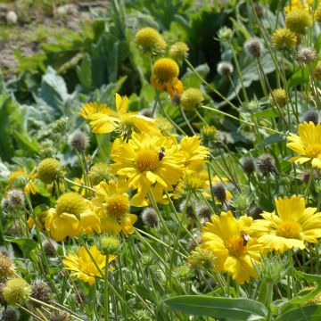 Loistosädekukka Aurea Pura (siemenet)