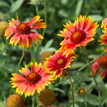 Syyssädekukka (siemenet) - Gaillardia aristata