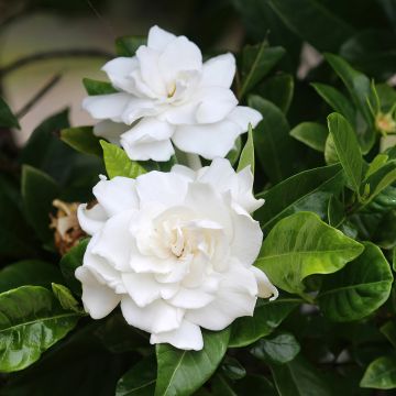 Keikarinkukka (siemenet) - Gardenia jasminoides