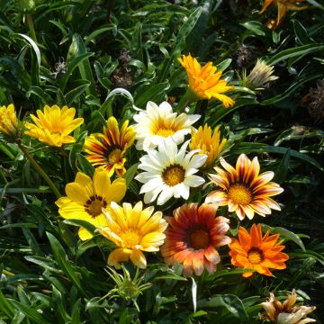 Timanttikukka Sunshine Hybrids (siemenet)