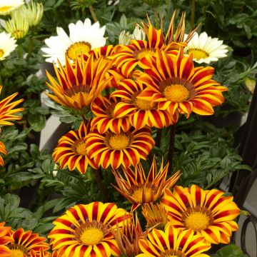 Timanttikukka Zany Orange Flame (siemenet)