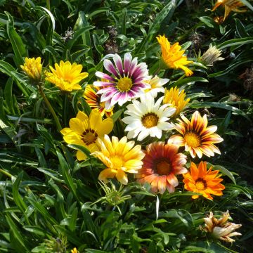 Timanttikukka Garden Star Mix (siemenet)