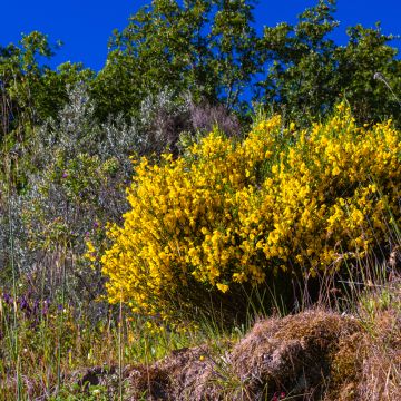 Jänönvihma (siemenet) - Cytisus scoparius