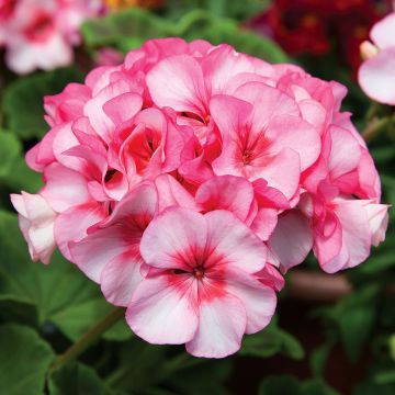 Vyöhykepelargoni New Star F1 Hybrid
