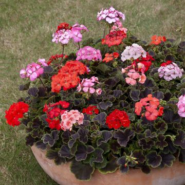 Vyöhykepelargoni Horizon Shadow Mix F1