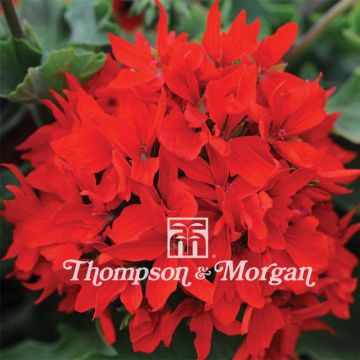 Vyöhykepelargoni Quantum Red F1