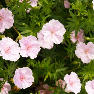 Verikurjenpolvi Vision Pink