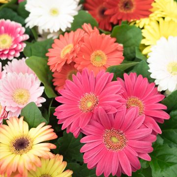 Gerbera x jamesonii Mix (siemenet)