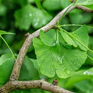Neidonhiuspuu (siemenet) - Ginkgo biloba