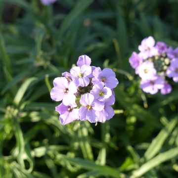Ukonnaurii Little Kiss lilac (siemenet)