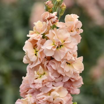 Kesäleukoija Classic Apricot (siemenet)