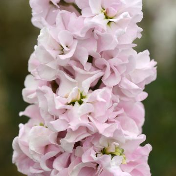 Kesäleukoija Classic Malmaison Pink (siemenet)