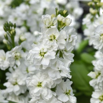 Kesäleukoija Katz Hi double White (siemenet)