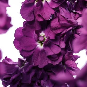 Kesäleukoija Milla Aubergine (siemenet)
