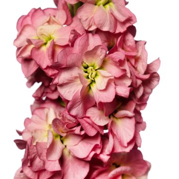 Kesäleukoija Stox Antique Rose (siemenet)