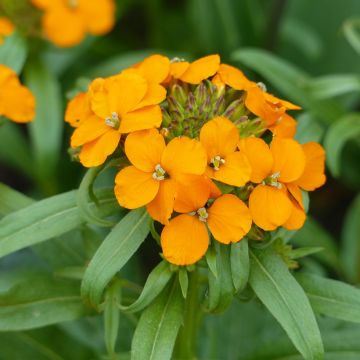 Kultalakka Orange (siemenet)