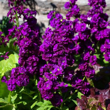 Kesäleukoija Anytime Deep Purple (siemenet)