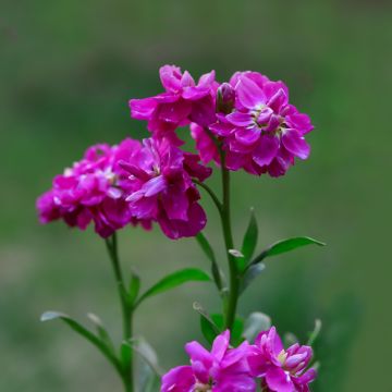 Kesäleukoija Anytime Hot Pink (siemenet)