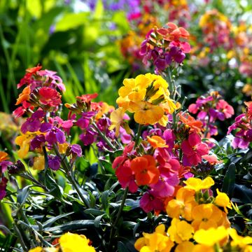 Kultalakka (siemenet) - Erysimum x cheiri