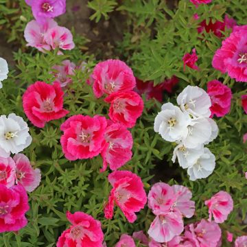 Isosilkkikukka Pastel Posies (siemenet)