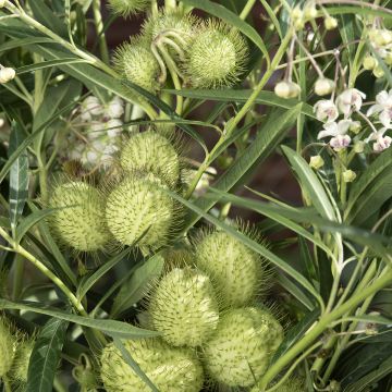 Gomphocarpus fruticosus Cottonbush (siemenet)