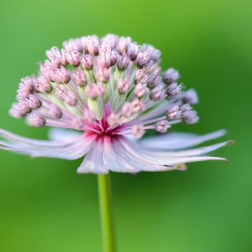 Isotähtiputki (siemenet) - Astrantia major