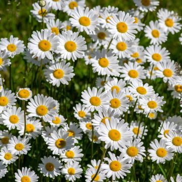 Päivänkakkara (siemenet) - Leucanthemum vulgare