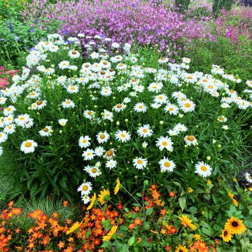 Isopäivänkakkara Crazy Daisy (siemenet)