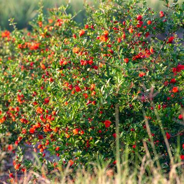 Granaattiomena Nanum (siemenet)