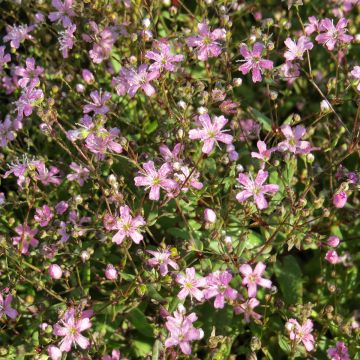 Kesäharso Rosea (siemenet)