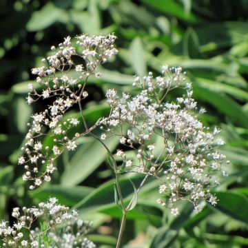 Morsiusharso (siemenet) - Gypsophila paniculata
