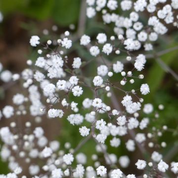 Morsiusharso Snowflake (siemenet)