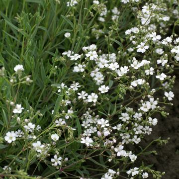 Mätäsharso Alba (siemenet)
