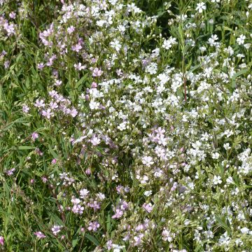 Mätäsharso Albarosa Mix (siemenet)