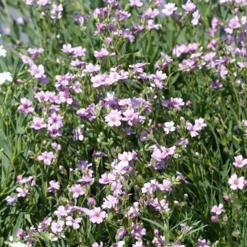 Mätäsharso Rosea (siemenet)