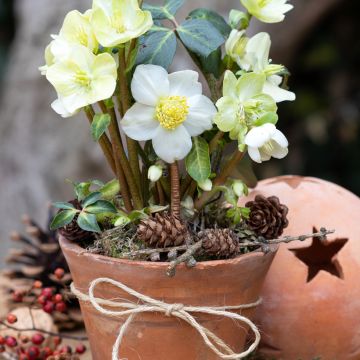 Vaaleajouluruusu (siemenet) - Helleborus niger