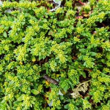 Herniari glabra (siemenet)