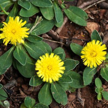 Huopavoikeltano (siemenet) - Pilosella officinarum