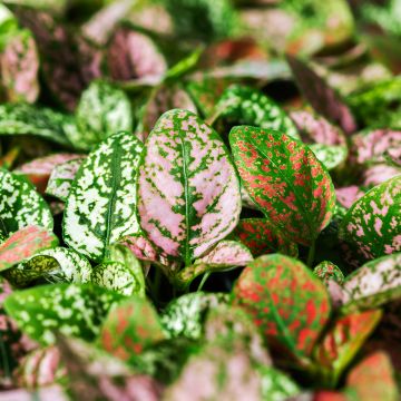 Hypoestes phyllostachya Coloratus Mix (siemenet)