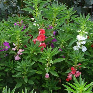 Mummonpalsami A flores de Camelia Mix (siemenet)