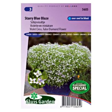 Ionopsidium acaule Starry Blue Blaze (siemenet)