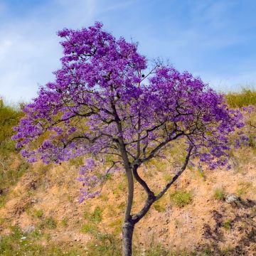 Jakaranda (siemenet) - Jacaranda mimosifolia