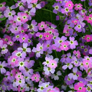 Merimalkolmia Spring Sparkle (siemenet)