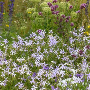Tähtilobelia Blue Star (siemenet)