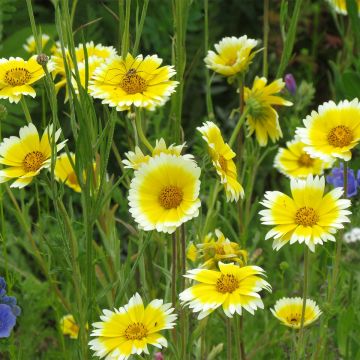 Layia platyglossa Tidy Tips (siemenet)