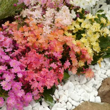 Kesälewisia Elise Mix (siemenet)