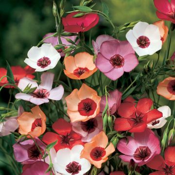 Somapellava Charmer Mix (siemenet)