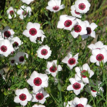 Somapellava Bright Eyes (siemenet)